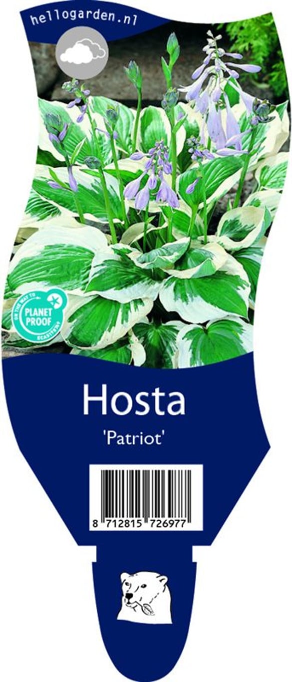 Hosta 'Patriot' - P11